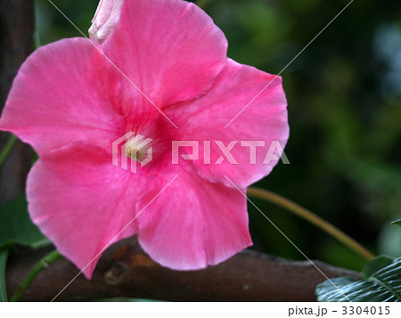 マンデビラ マンデビラ 3304015