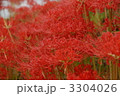 3304026
