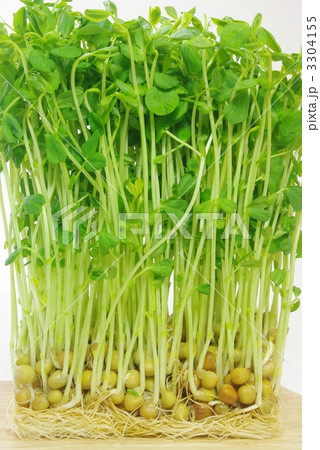 豆苗 豆苗 3304155