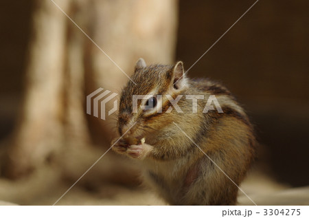 食事中のシマリス 食事中のシマリス 3304275