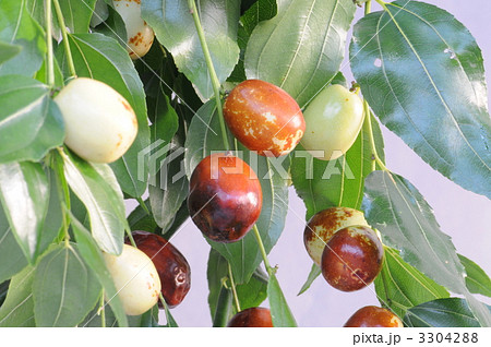 夏目 夏目 3304288