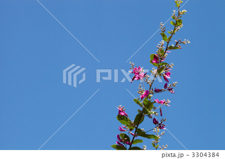 青空と萩の花 青空と萩の花 3304384