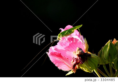 スイフヨウの花を食べるツユムシ 3304485