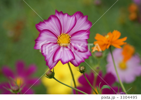コスモス 3304495