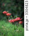 彼岸花 3304823