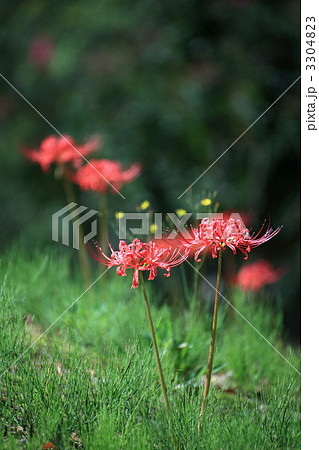 彼岸花 3304823