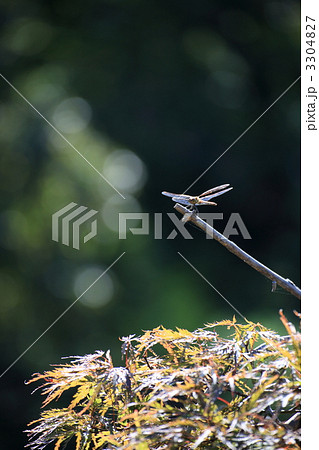 赤とんぼ 3304827