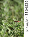 赤とんぼ 3304829