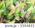 赤とんぼ 3304833
