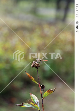 赤とんぼ 3304834