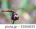 赤とんぼ 3304835