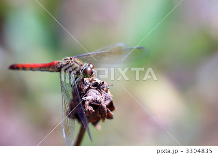 赤とんぼ 3304835