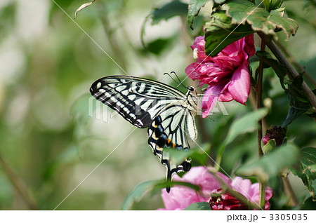 ピンクの木槿と揚羽蝶 3305035