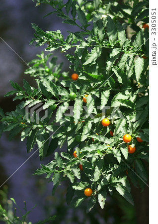 冬珊瑚　フユサンゴ　別名 玉珊瑚 3305051