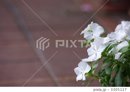 ルリマツリ 3305127