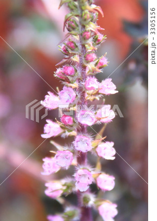 赤シソの花 赤シソの花 3305156
