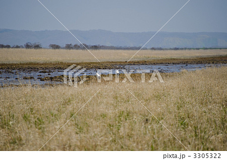 琵琶瀬川と鶴 3305322