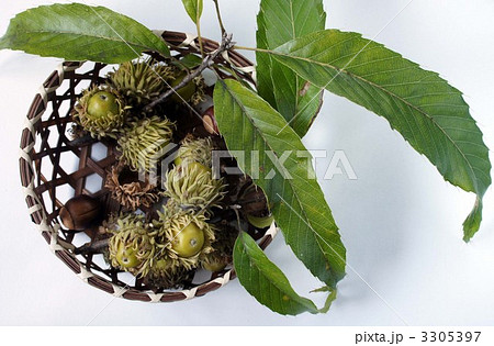 どんぐり 3305397