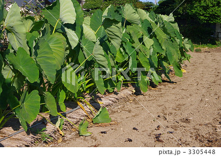 里芋の成育 里芋畑の写真素材