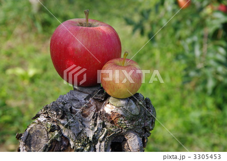 普通リンゴと姫リンゴ　リンゴの比較 3305453