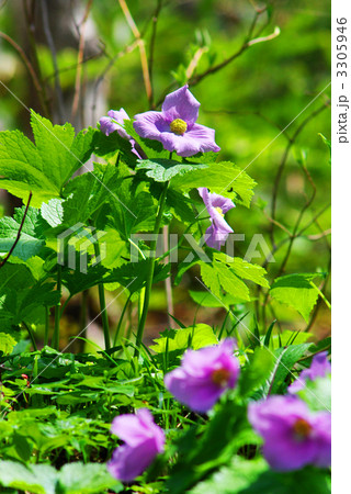 しらねあおい（白根葵） 3305946