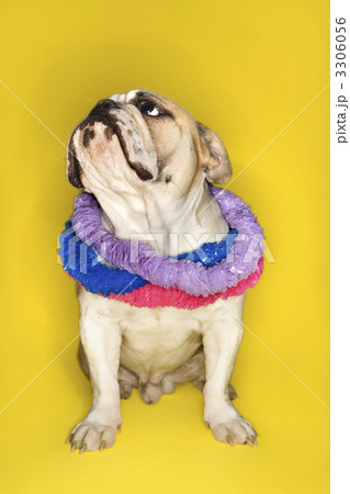 English Bulldog wearing lei. English Bulldog wearing lei. 3306056