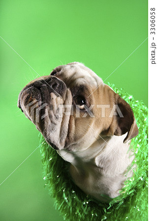 English Bulldog on green. 3306058