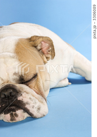 Sleeping English Bulldog. 3306089