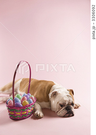 Bulldog with Easter basket. 3306092