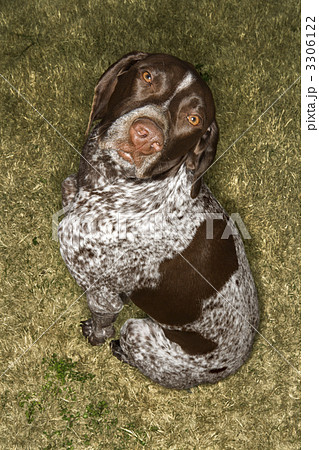 German Shorthaired Pointer dog. 3306122