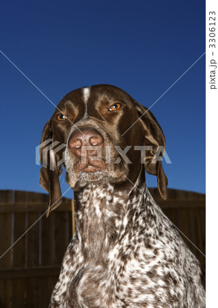 German Shorthaired Pointer dog. German Shorthaired Pointer dog. 3306123