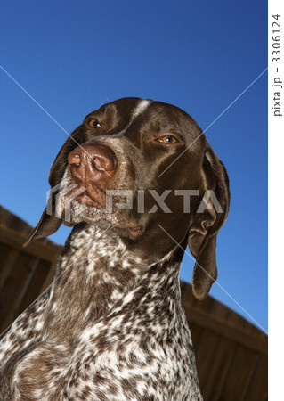 German Shorthaired Pointer dog. 3306124