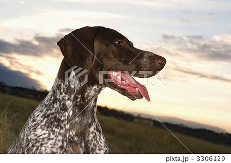 German Shorthaired Pointer dog. German Shorthaired Pointer dog. 3306129
