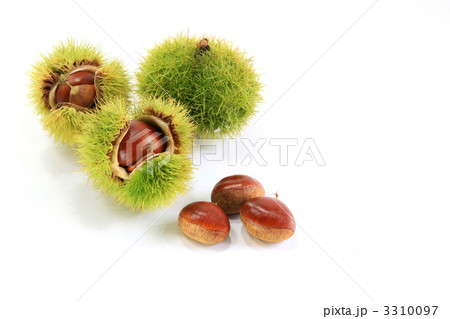 秋の味覚 秋の味覚 3310097
