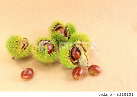 秋の味覚 秋の味覚 3310101