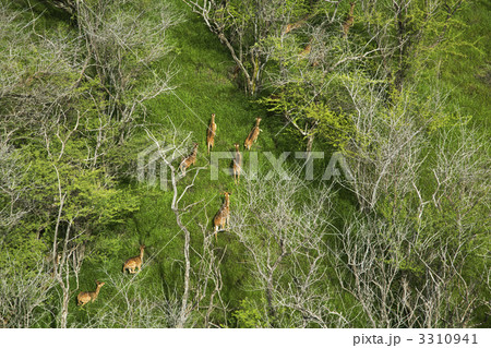 Maui axis deer. 3310941