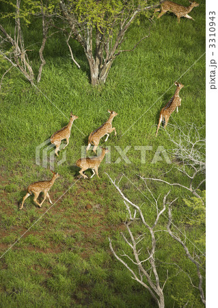 Spotted deer aerial. 3310943