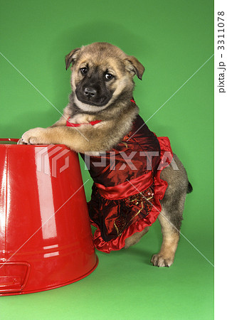Puppy wearing dress. Puppy wearing dress. 3311078