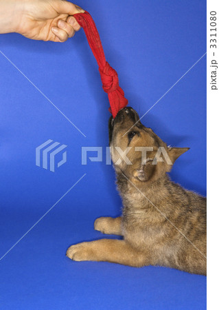 Puppy tugging on sock. 3311080