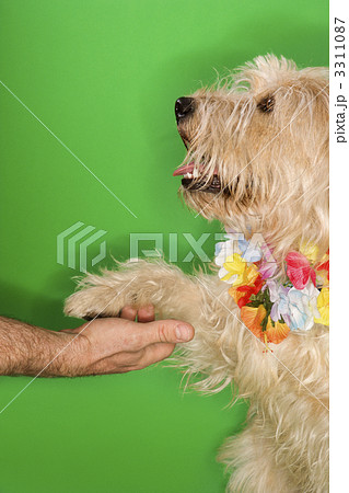 Dog shaking paw.の写真素材 [3311087] -