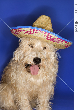 Dog wearing sombrero. Dog wearing sombrero. 3311094