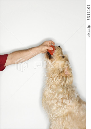 Dog taking ball from  man. 3311101