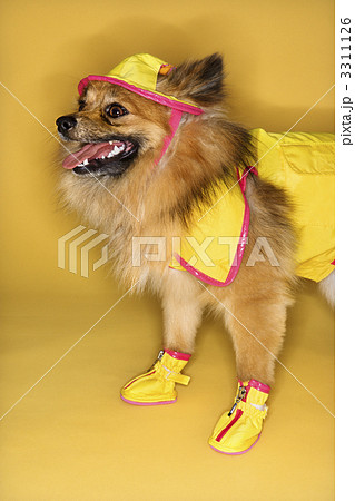 Dog wearing rain gear. 3311126