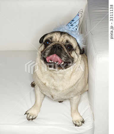 Pug dog in party hat. 3311138