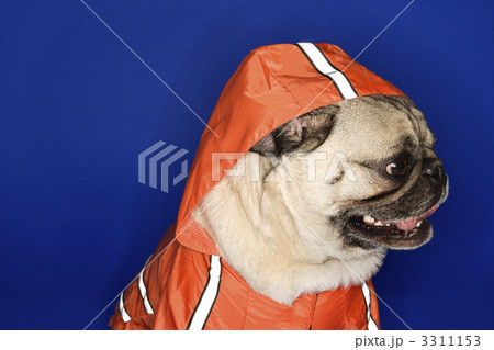 Pug wearing hoodie jacket. 3311153