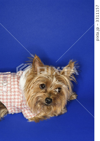 Yorkshire Terrier dog. 3311157