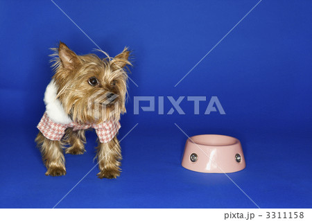Dog with empty food bowl. 3311158