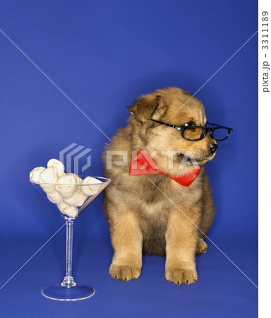 Puppy with bones in martini glass. Puppy with bones in martini glass. 3311189