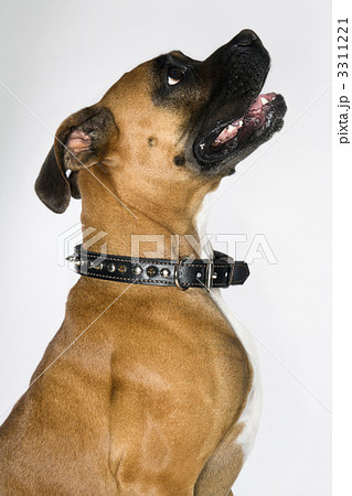 Boxer dog portrait. Boxer dog portrait. 3311221