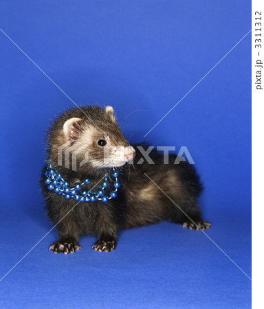 Ferret on blue wearing necklace. 3311312